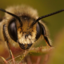 Un homme frôle la cécité après une piqûre d'abeille dans l'oeil