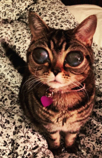 Matilda Ce Chat Aux Yeux Extraterrestres Rendu Celebre Par Une Maladie Oculaire Acuite